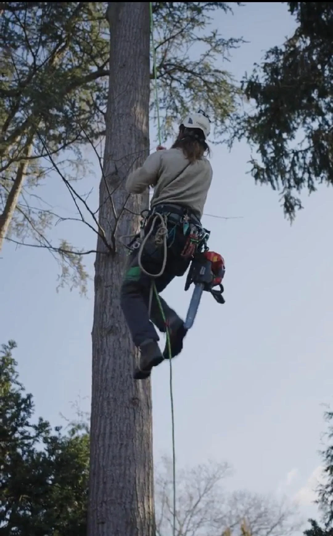 Climbing arborist roped up for aerial pruning on a mature trunk