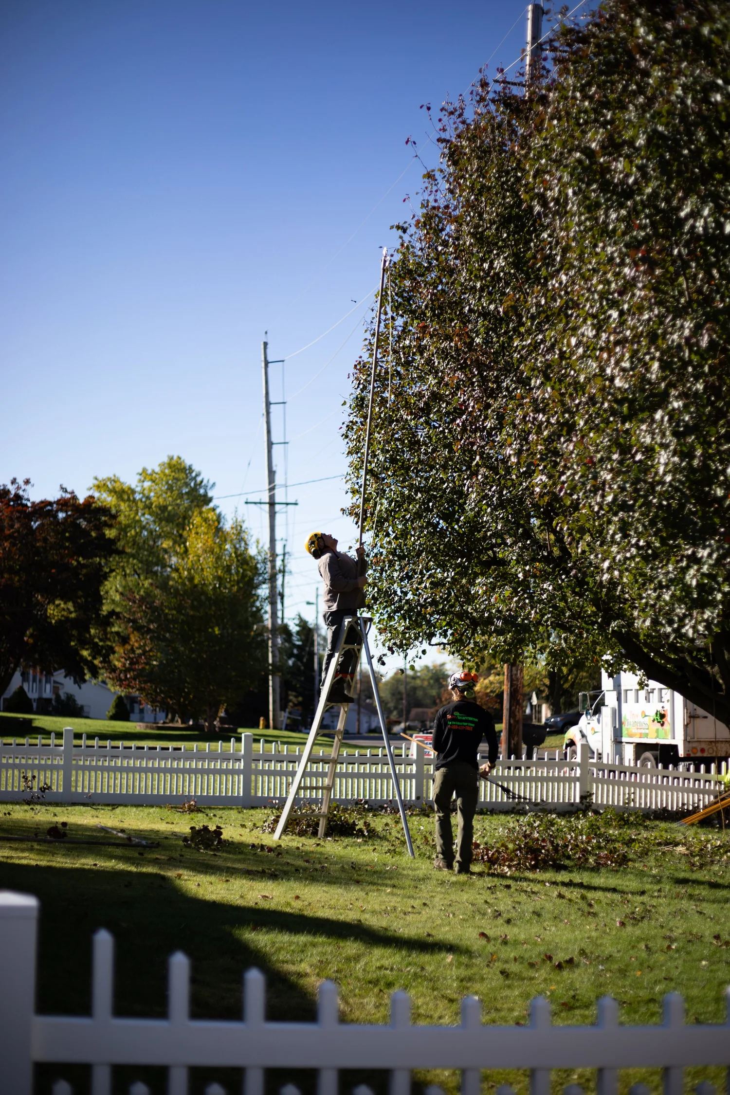 Storm-damaged tree being safely dismantled