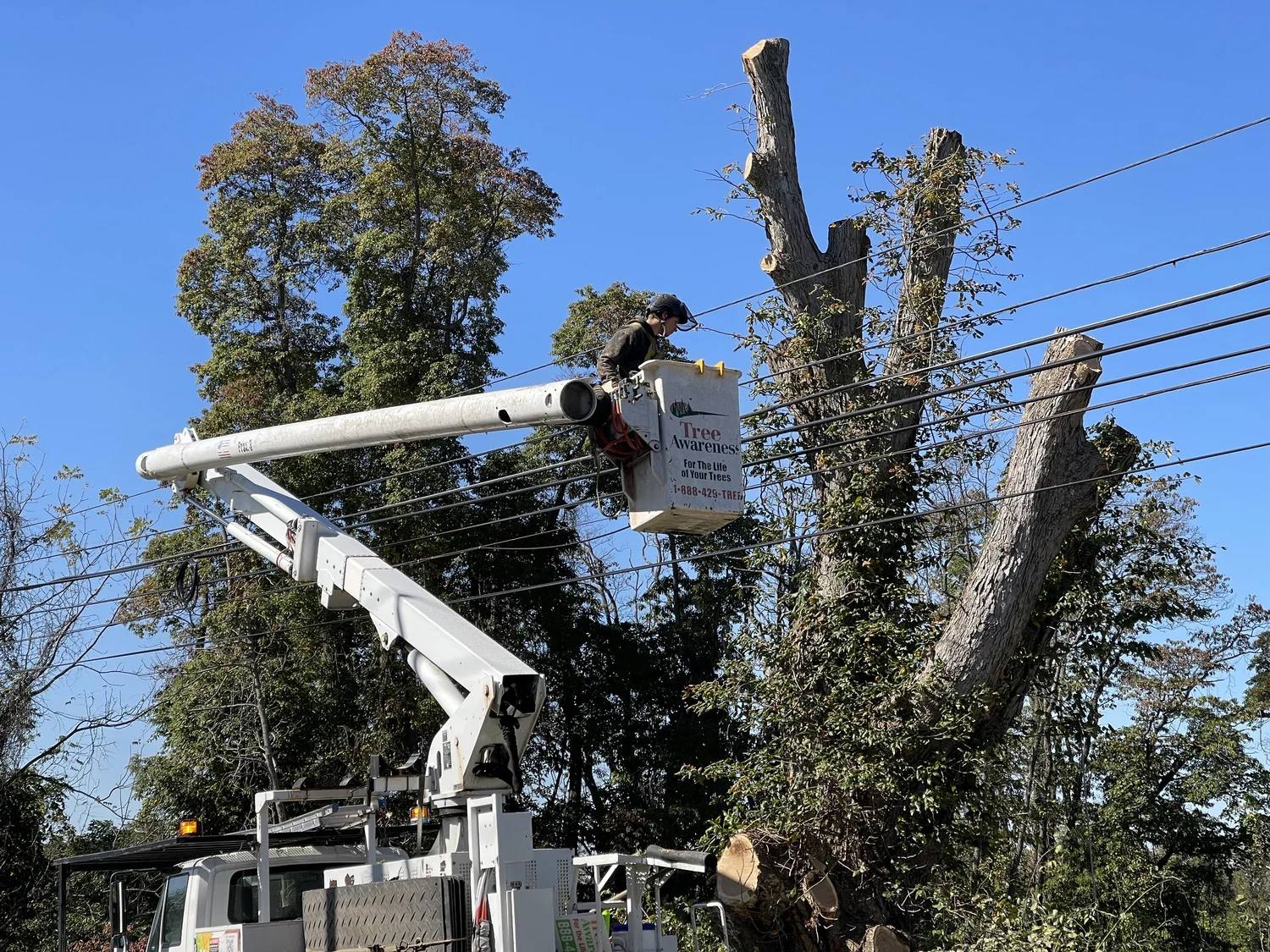 Bucket-truck pruning on a roadside canopy