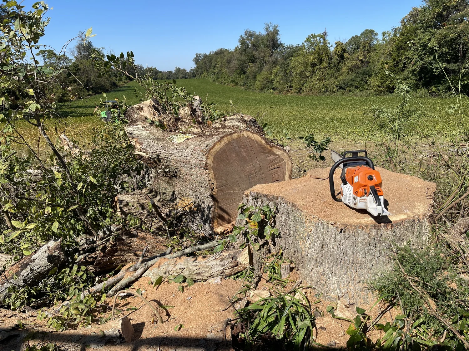 ANSI A300 pruning cuts on a mature shade tree