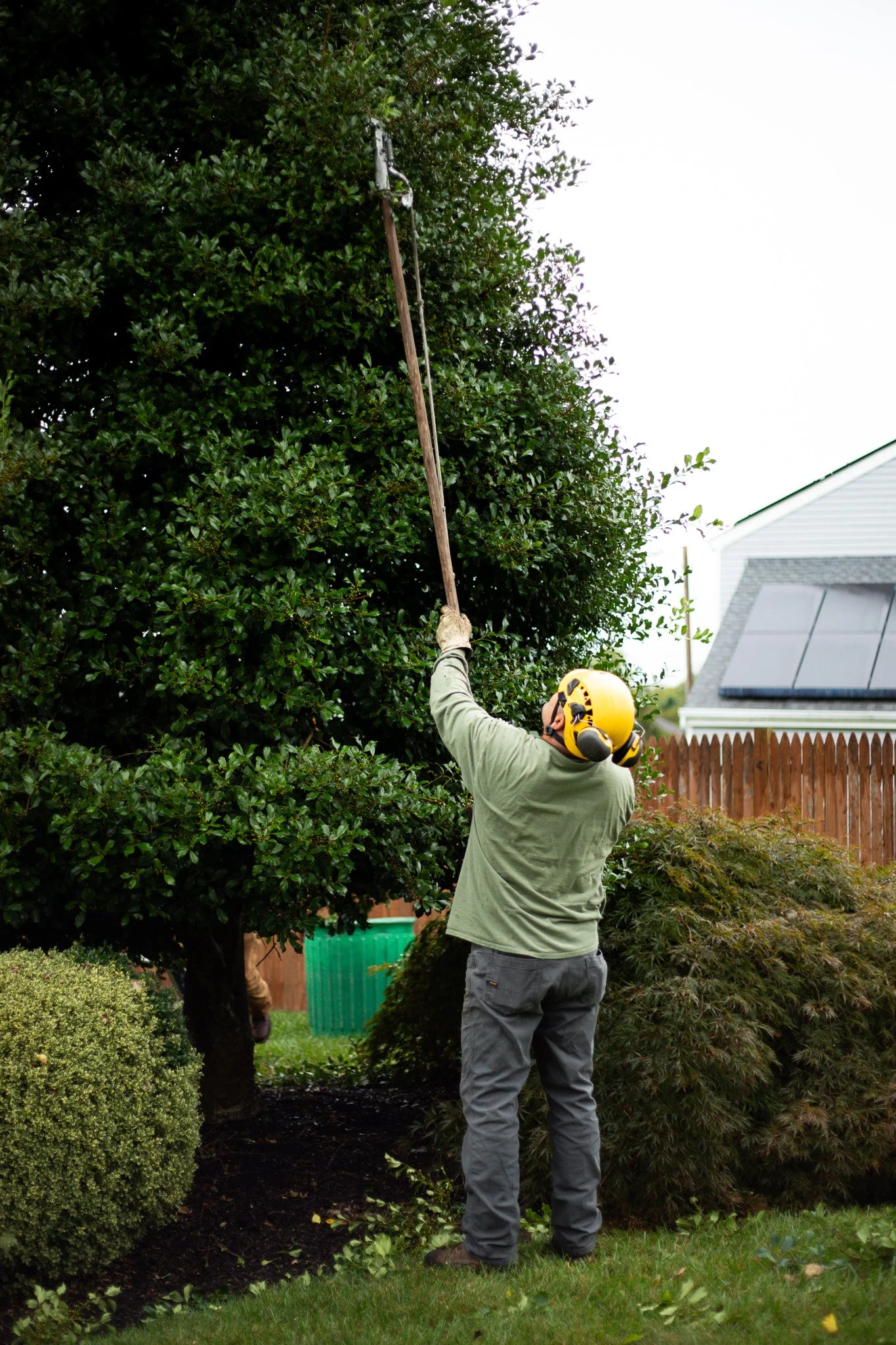 Tree Awareness crew in the lift performing structural pruning