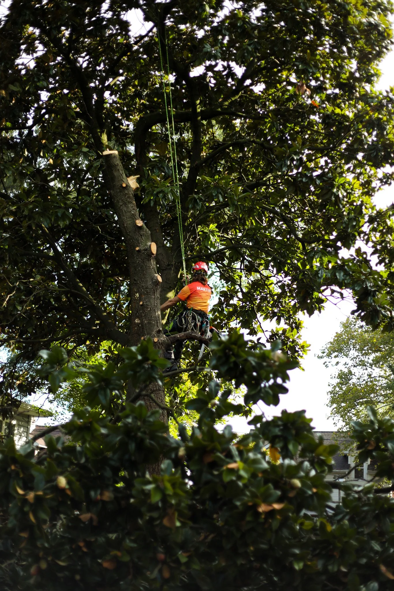 Rope and saddle climb for aerial pruning