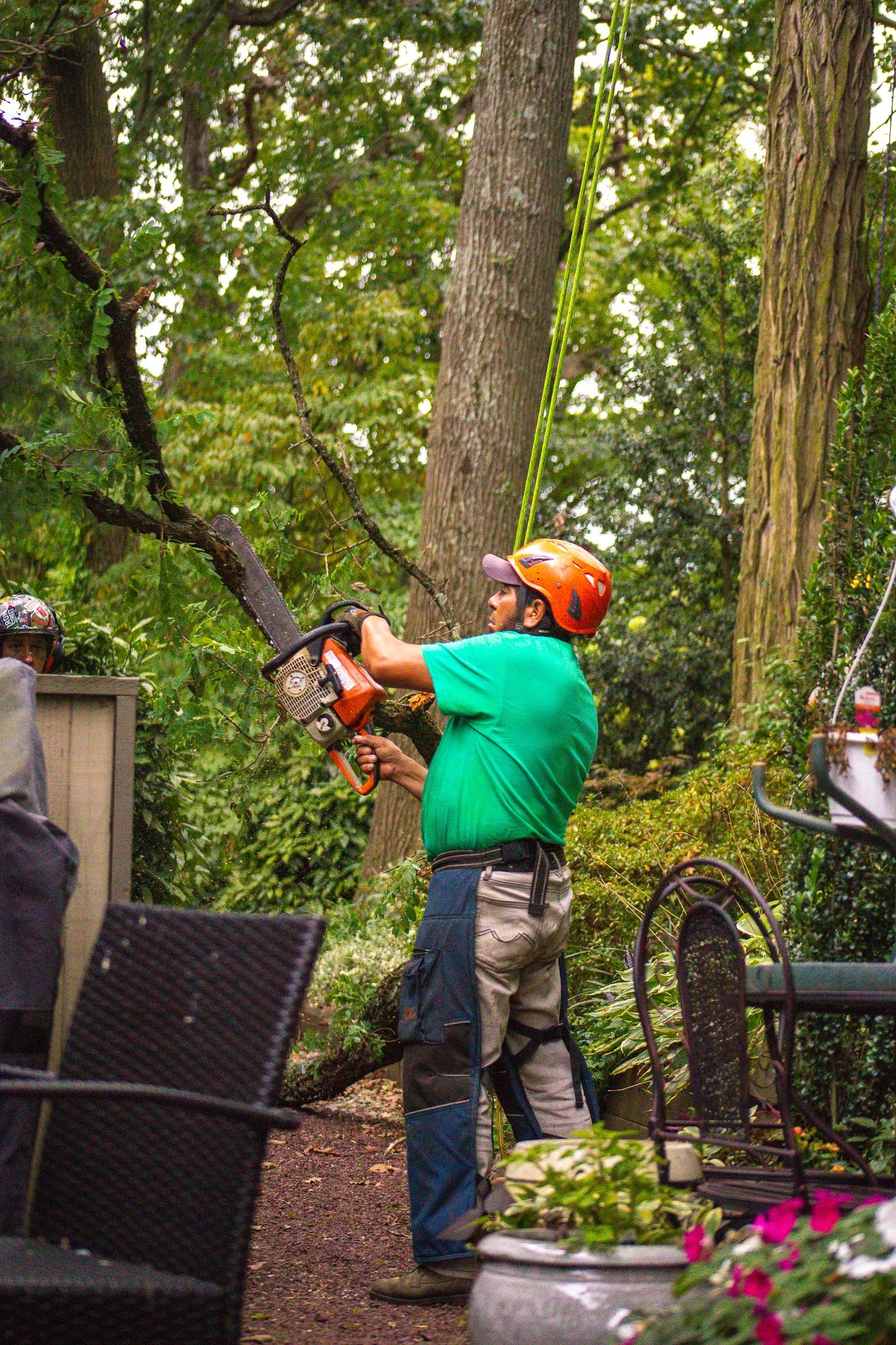 Canopy assessment from below — structural evaluation