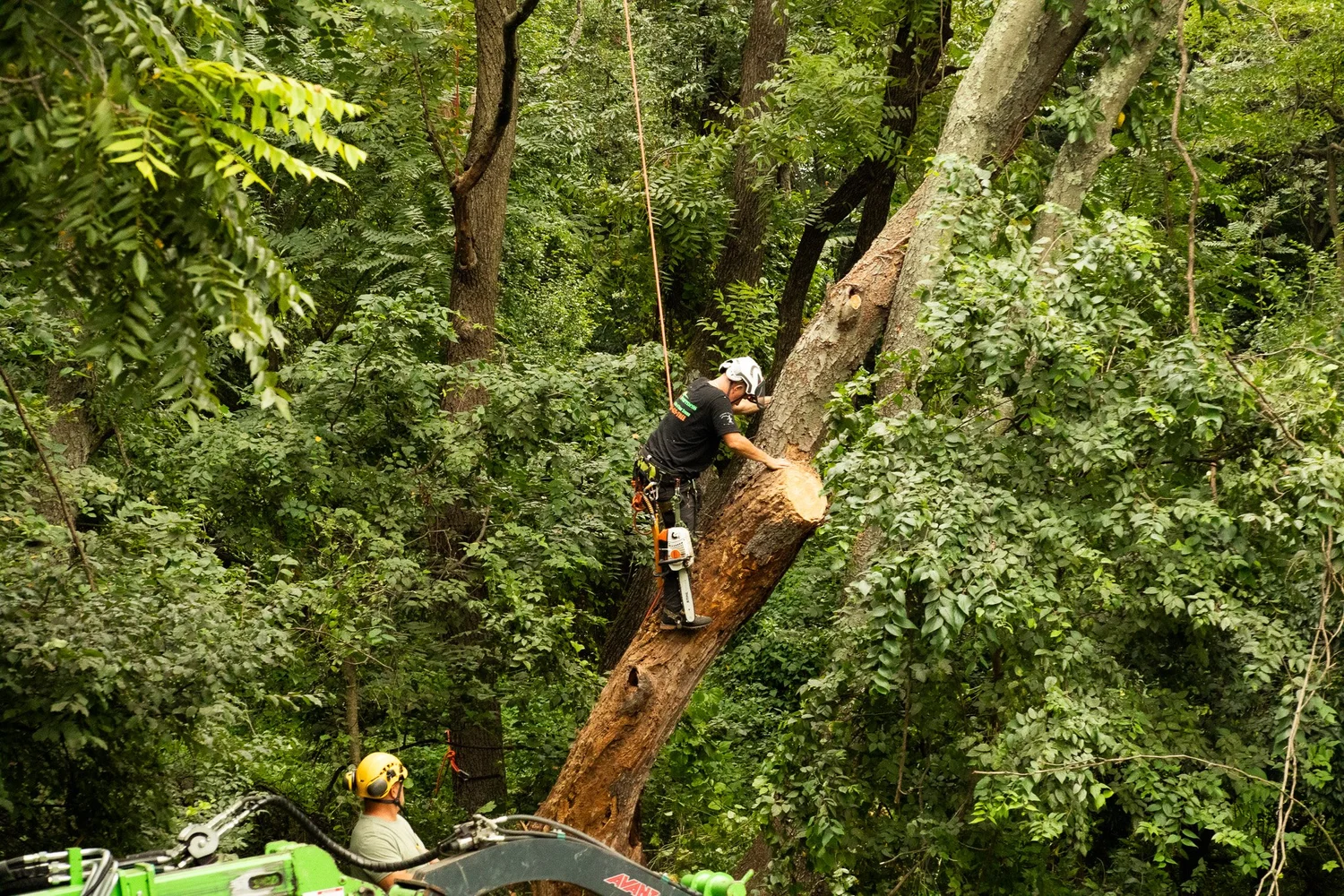 Climbing arborist mid-rope pruning a heritage tree