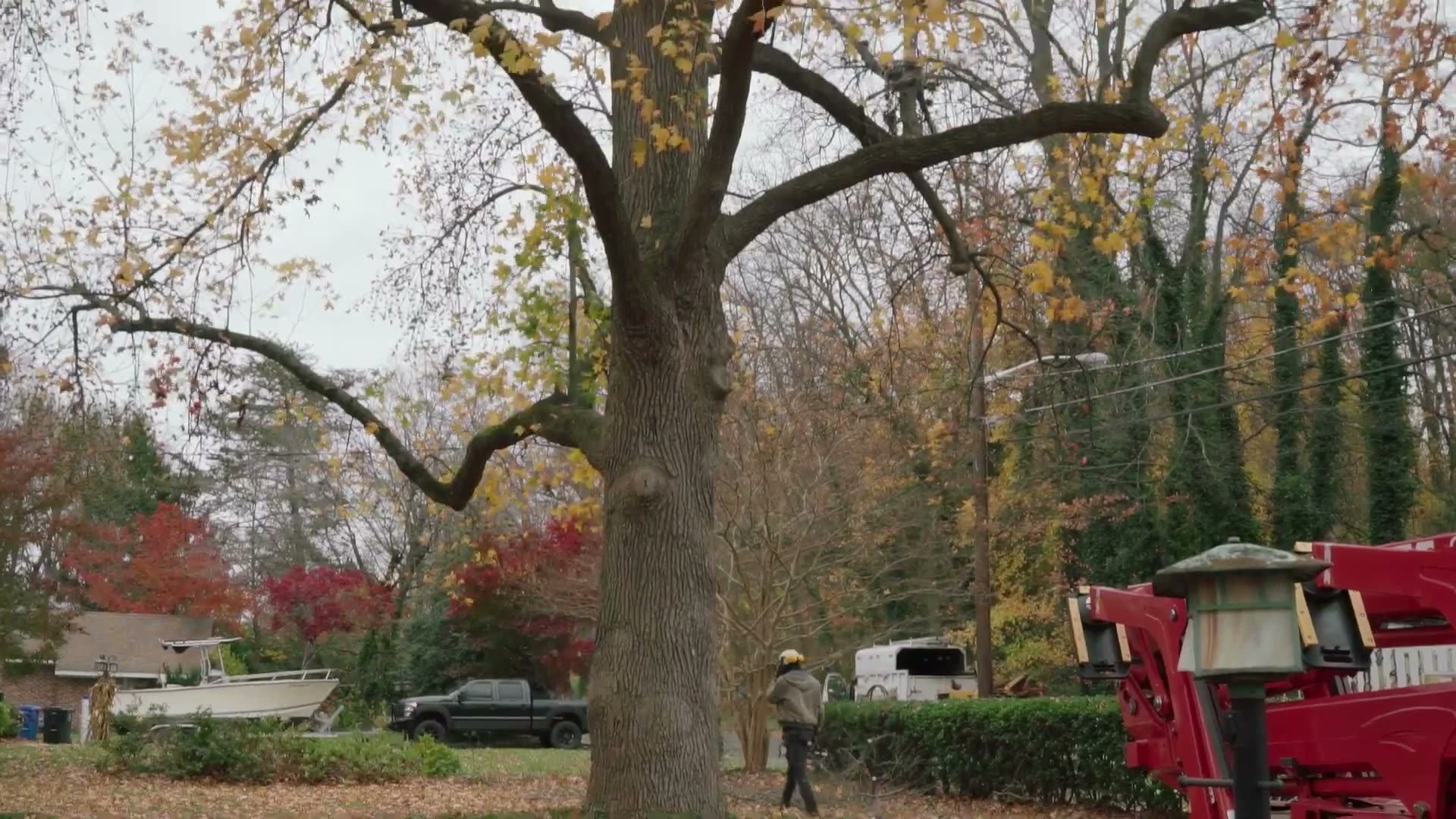 Tree Risk Assessment - Tree Awareness