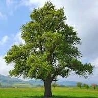 Subject tree for an independent consulting report