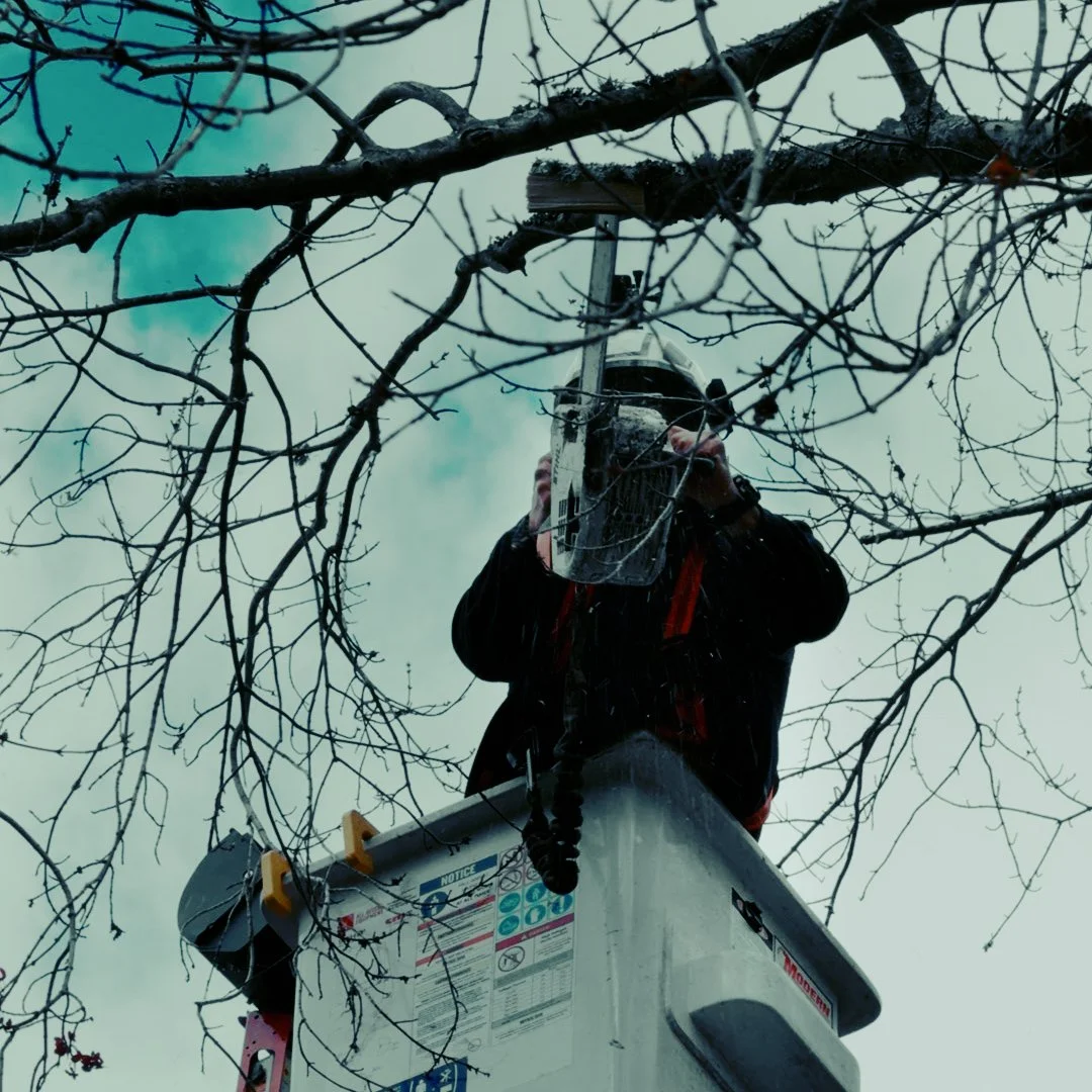 Pruning & Trimming, Clayton