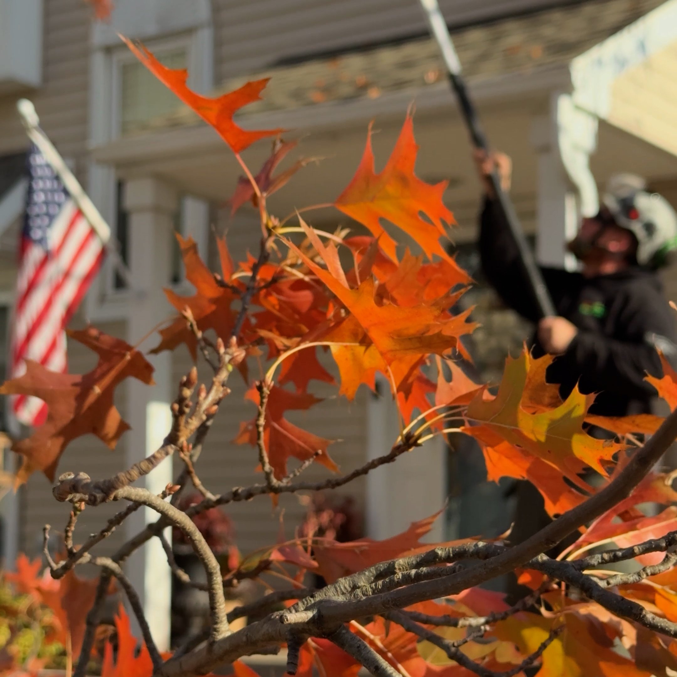 Tree Awareness arborist performing Plant Health Care diagnostic