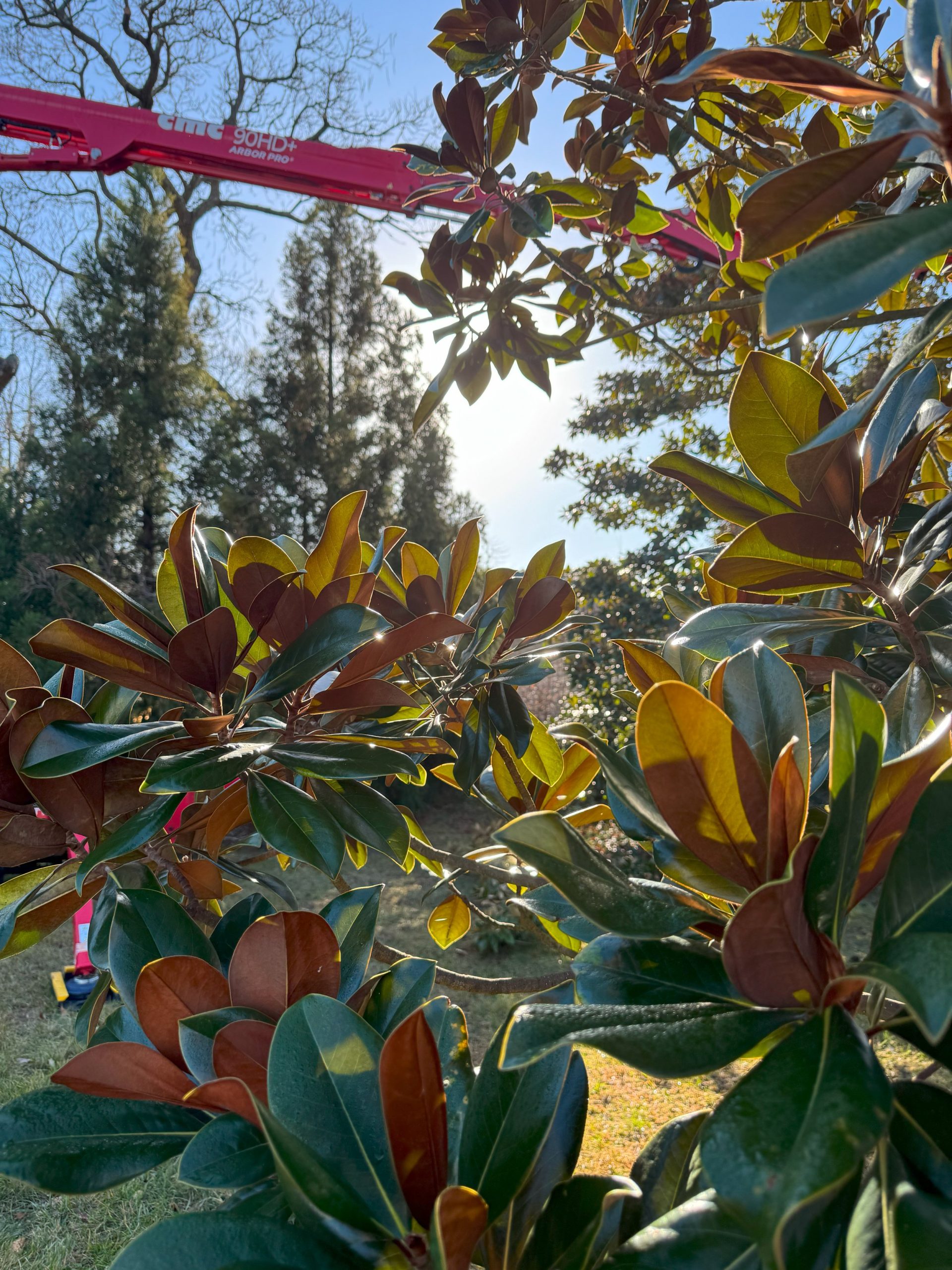 Tree Awareness PHC site visit — close-up assessment