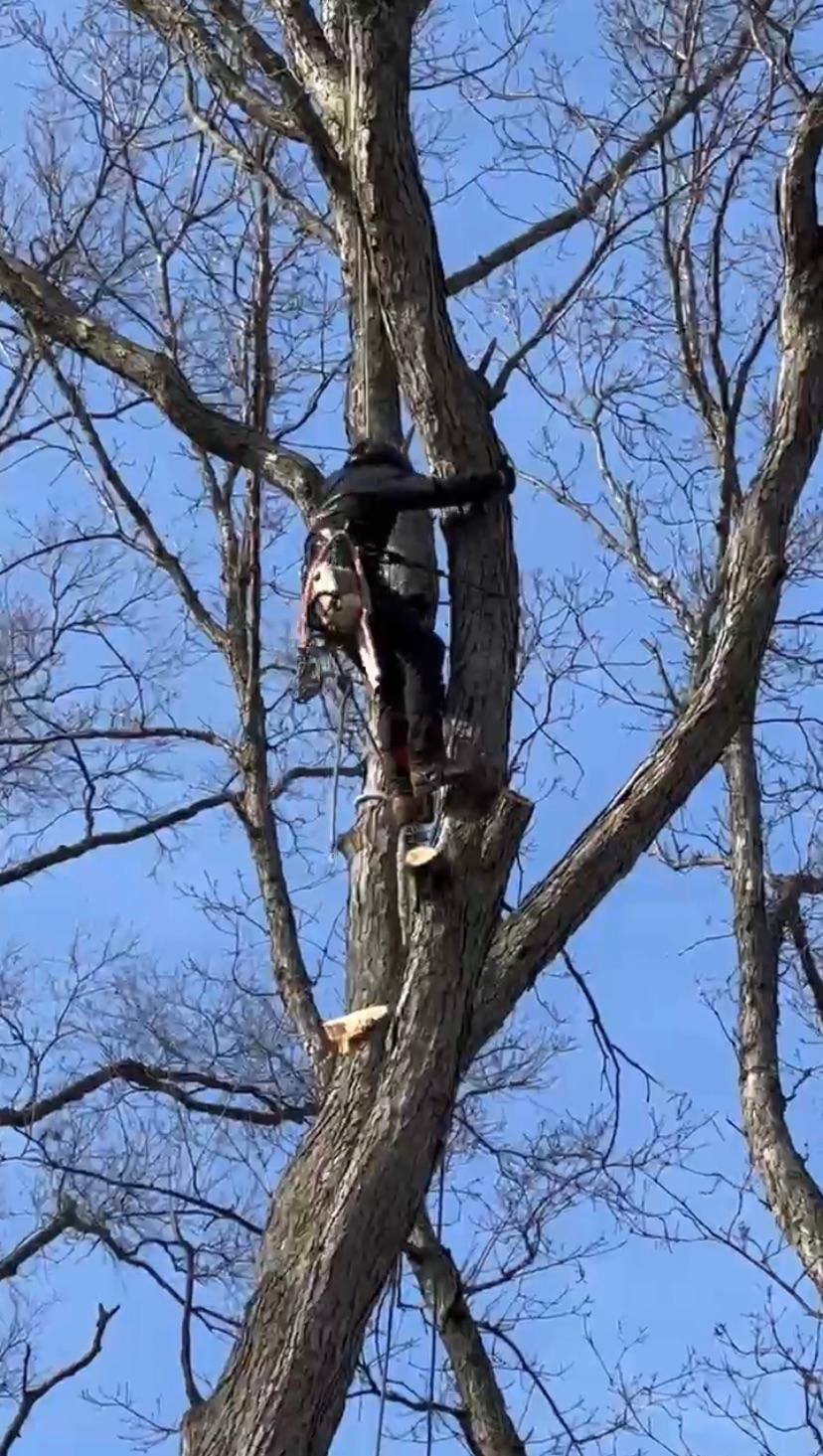 Tree removal work in progress in Somerdale, NJ