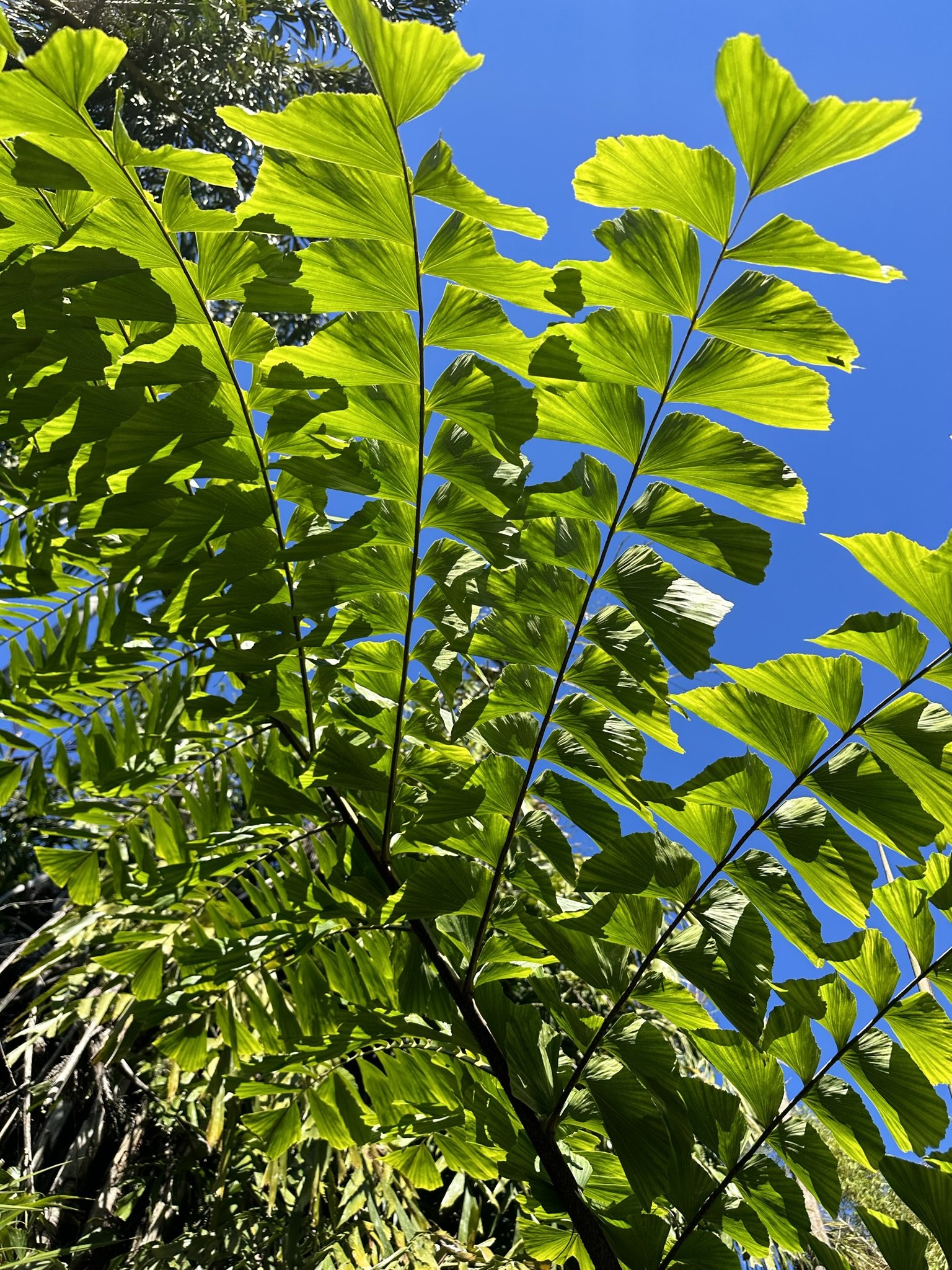 Mature canopy evaluation by Tree Awareness
