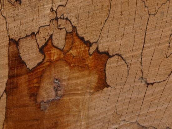 bark+and+wood.jpg