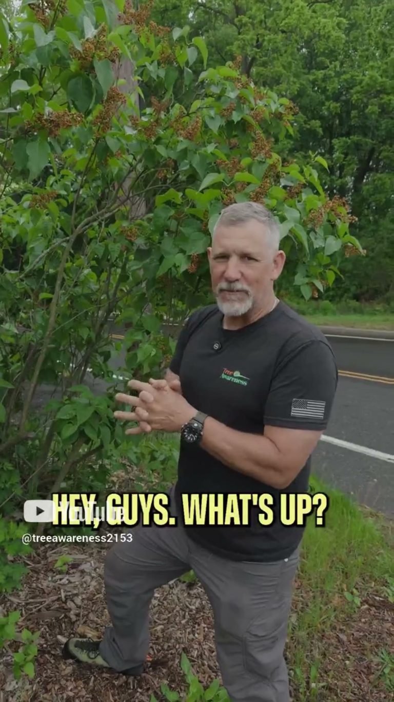 Cane Pruning — Multi-Stem Shrubs