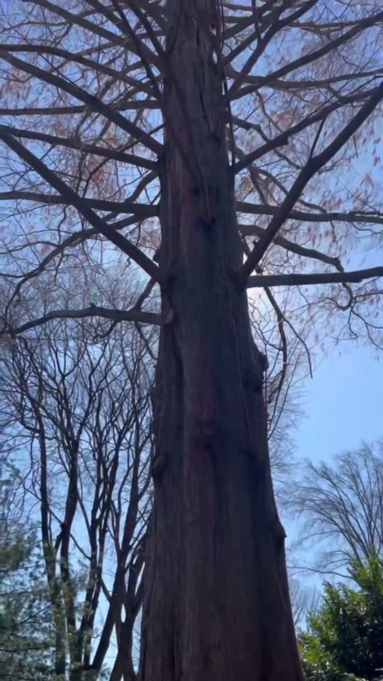 Dawn Redwood Trunk Split
