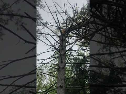 The Power of Wind