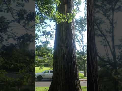Lightning Strikes a Tree — What Actually Happens
