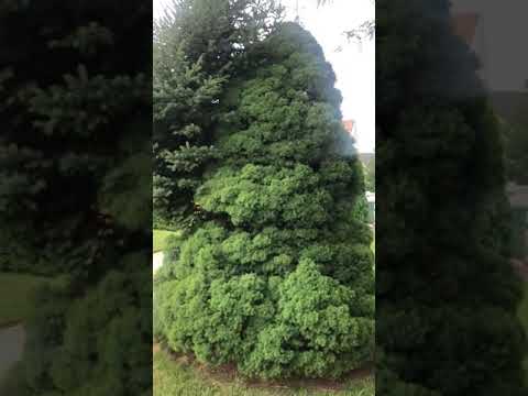 Franken-Spruce: Genetic Reversion in Alberta Spruce