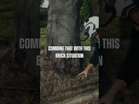 Street Trees · Paul’s Field Notes