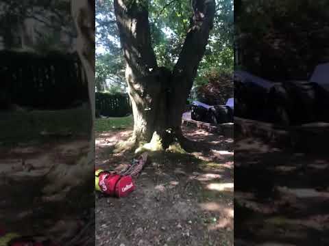 Saving a Red Maple