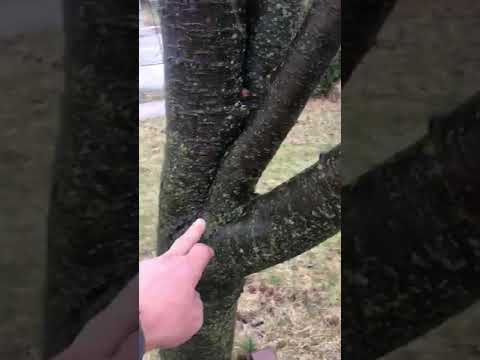 Weeping Cherry Rootstock Issue