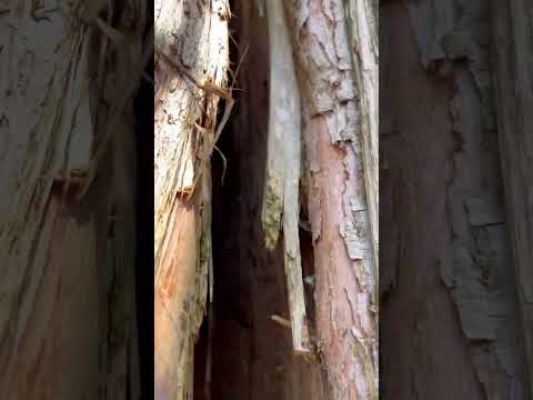 Aerial Tree Risk Assessment — Dawn Redwood