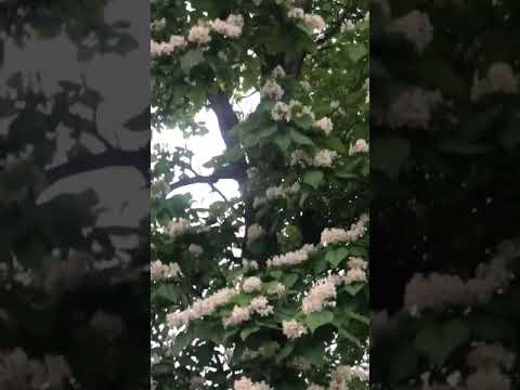 The Catalpa Tree