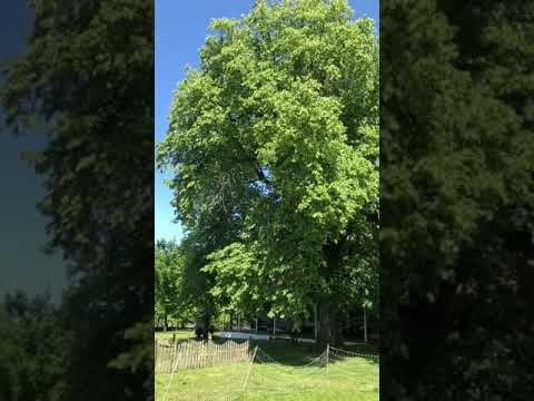 Deep-Root Liquid Fertilization