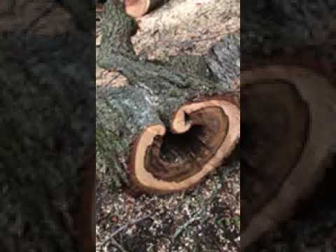 CODIT — Tree Wound Compartmentalization