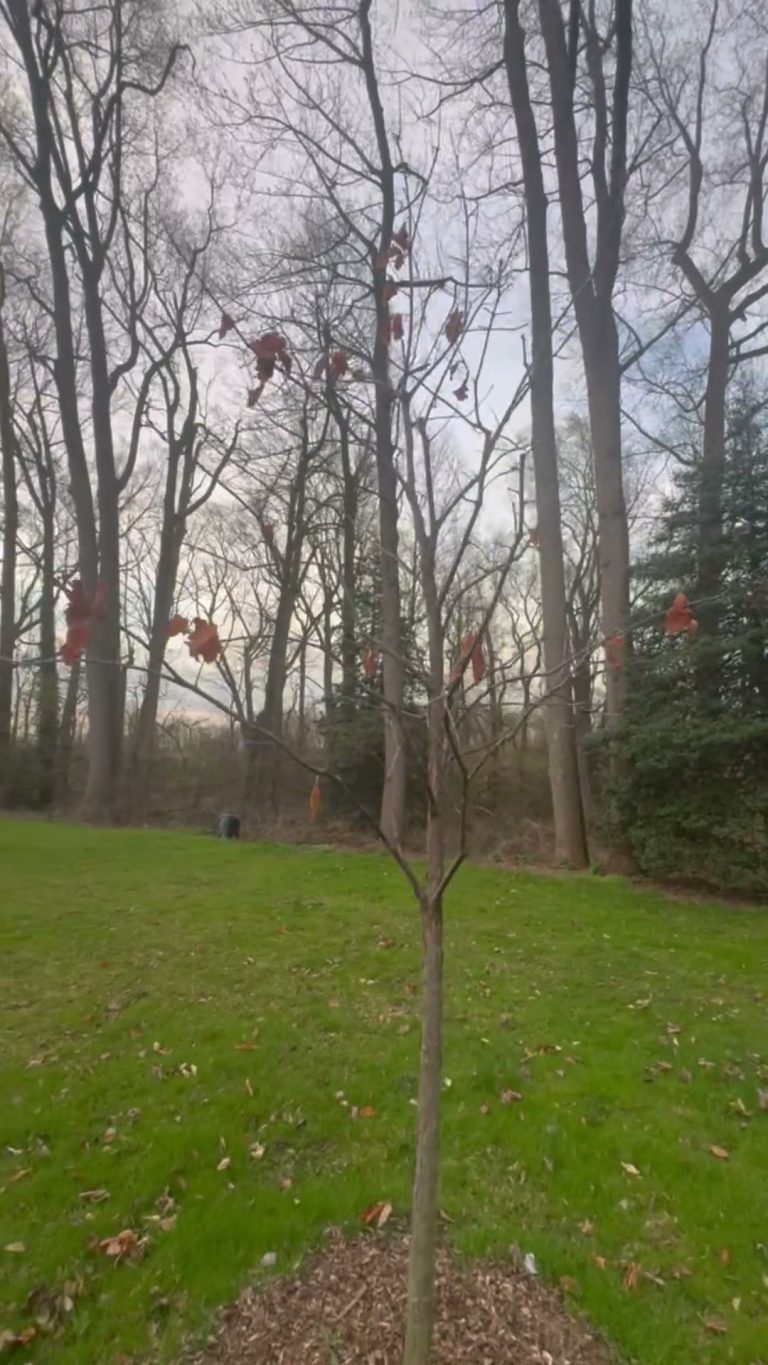Some Trees Are Late Bloomers
