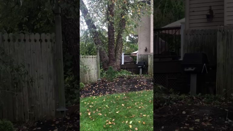 Right Tree, Right Space | Paul Biester · View from the Field · Tree Awareness