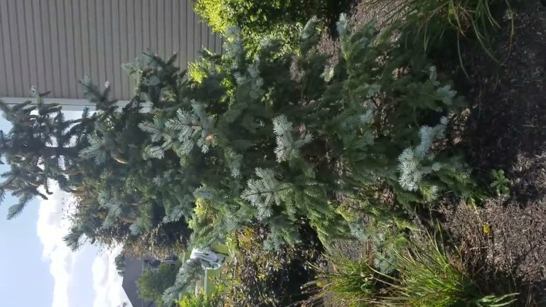 Proper Tree Planting Depth