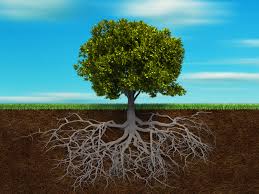 roots.jpg