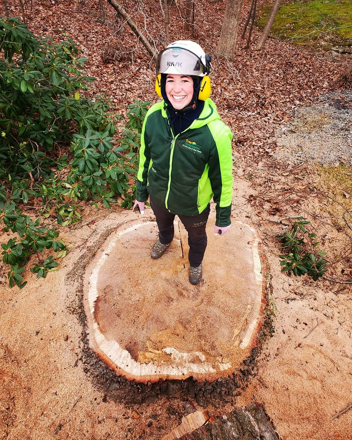 Tree Awareness crew member standing on a large freshly cut chestnut oak stump