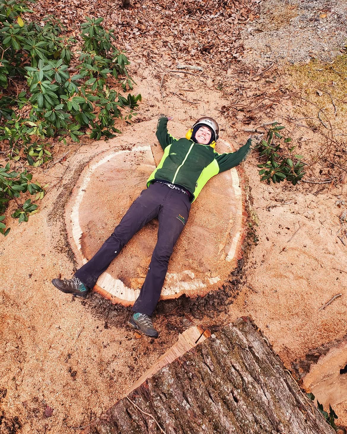 Tree Awareness crew member lying across a large freshly cut chestnut oak stump